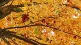 Yellow leaves on a tree in the forest