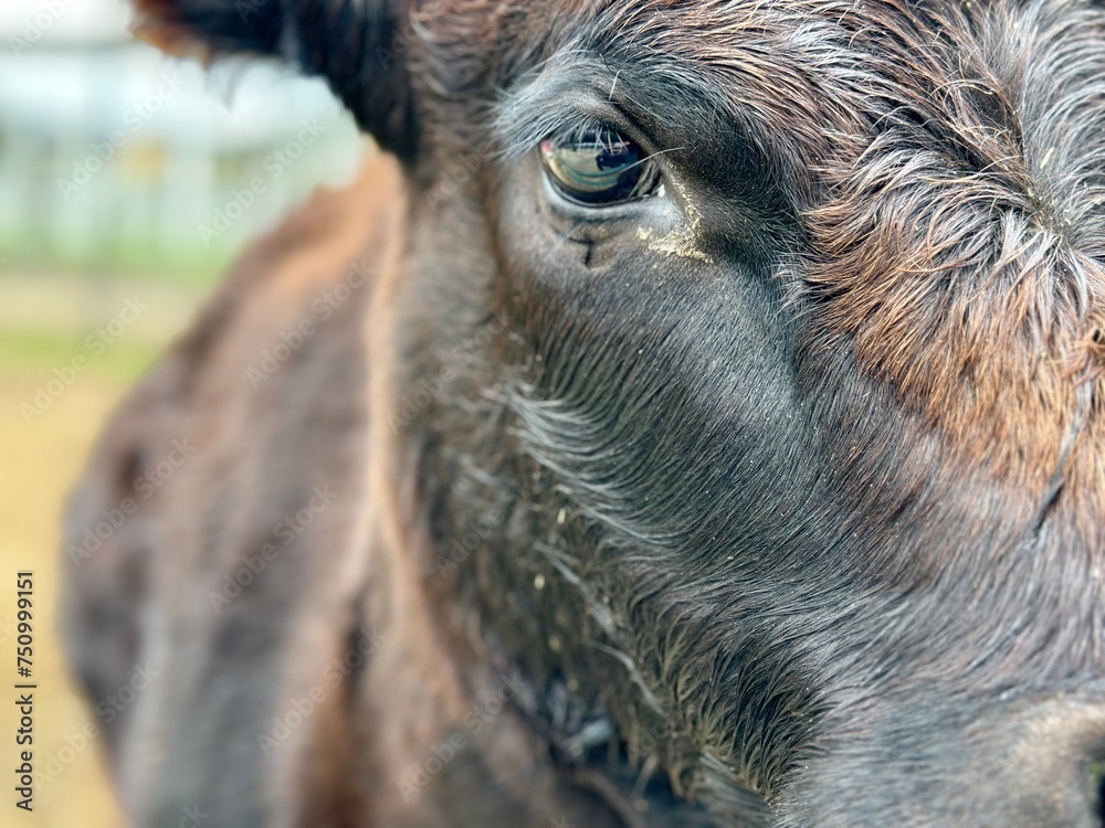 portrait of a cow portrait of a cow