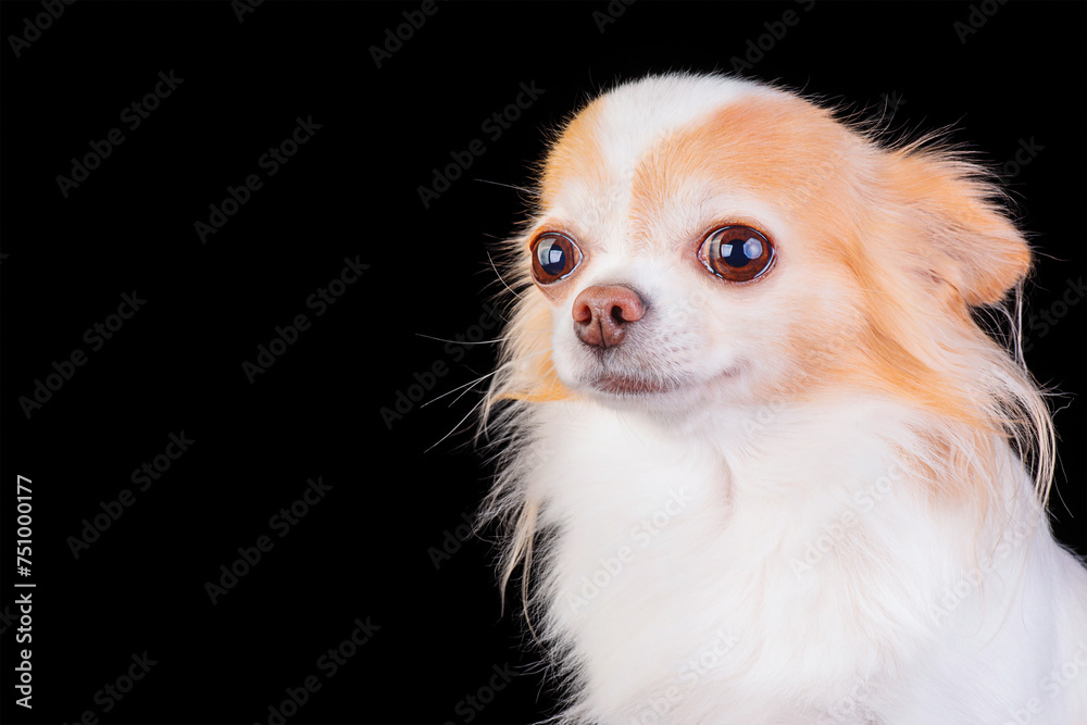 White and red chihuahua dog studio photo on a black background. A pet, an animal.
