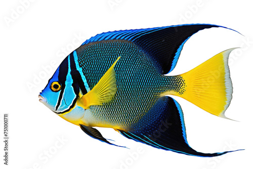 Angelfish displaying a vibrant palette of blues and yellows, fins spread gracefully, full body in focus against a pristine white backdrop, highlighting the tropical fish's content © ramses
