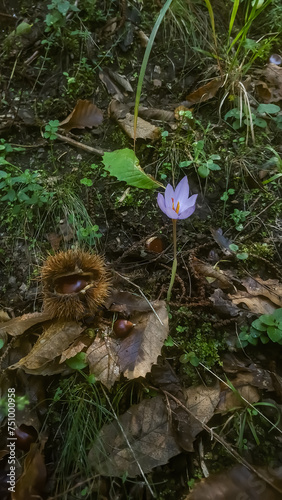purple flower hedgehog chestnut nature woodland forest fiore viola riccio castagna natura bosco foresta 