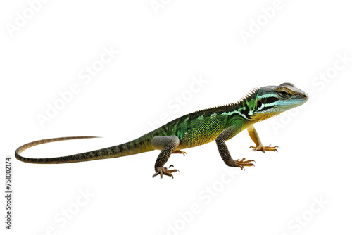 Lizard reptile  full body  casting subtle shadow  centered  crisp focus  isolated on a pure white background  negative space for text  natural light  ultra clear  high resolution stock photograph