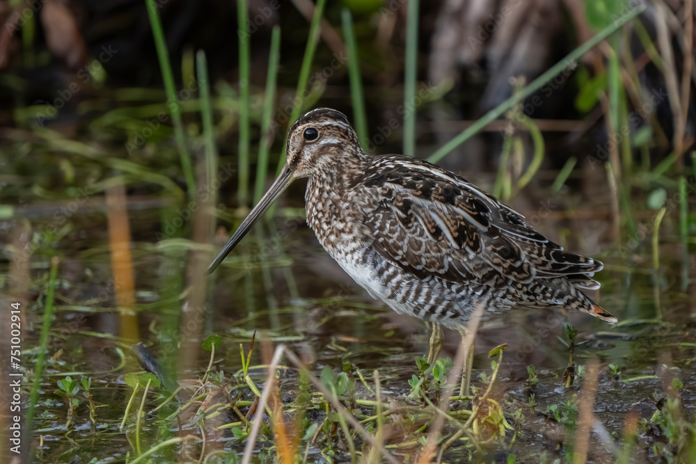bird in the grass bird in the grass