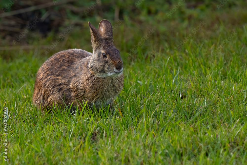 Fototapeta premium rabbit in the grass