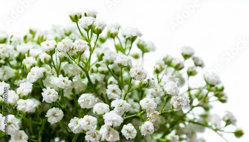 gypsophila flowers isolated on white background