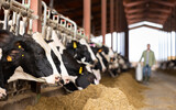 Closeup of black and white Holstein dairy cows eating forage while peeking out from behind stall fence in livestock farm on blurred background of farmer carrying milk can