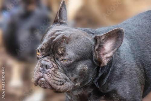 French Bulldog Portrait © Moelyn Photos