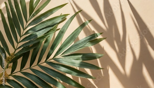 horizontal banner with natural palm shadows on beige wall floral silhouette on beige background