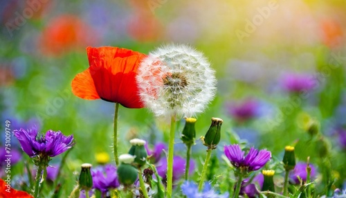 selective and soft focus on dandelion blow ball and purple poppy flower beautiful nature in meadow