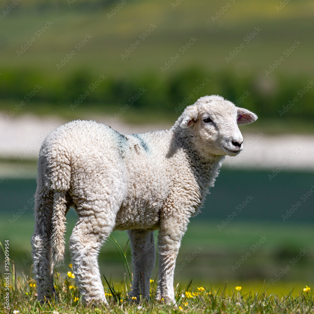 A close up of a lamb in the Sussex countryside, on a sunny spring day
