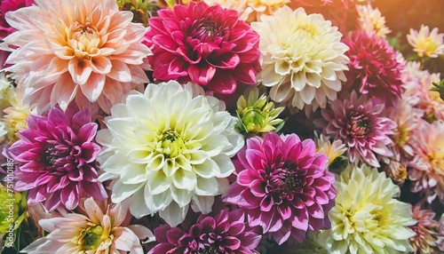 summer blossoming colorful dahlia flowers rainbow blooming flower wall festive background pastel and soft bouquet floral card toned