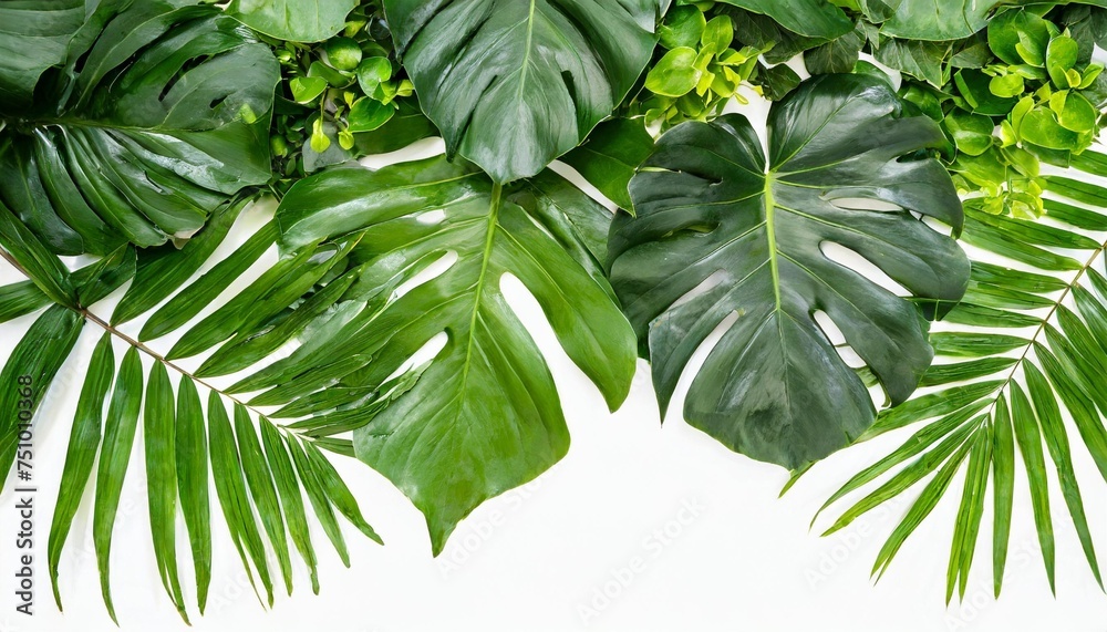 green leaves nature frame layout of tropical plants bush ferns climbing bird s nest fern philodendrons monstera foliage floral arrangement on white background with clipping path