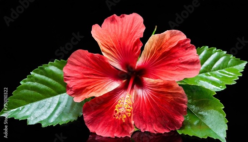 red hibiscus flower on black isolated