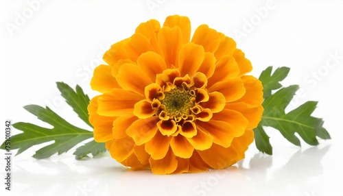 common marigold flowerhead isolated on white background photo