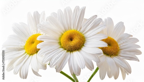 beautiful daisy marguerite isolated on white background including clipping path