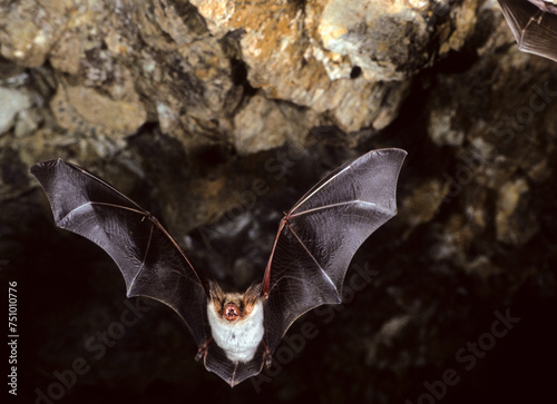 Flying bat with black background, Myotis myotis. Bat flying in a dark cave with black background, Myotis myotis photo