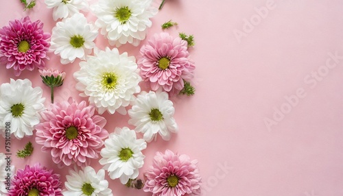 several white and pink flowers daisies chrysanthemums cherry blossom on a seamless pastel pink background top view flat lay copy space for text technology