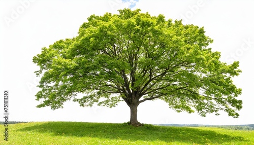 single green broadleaf tree isolated on white background photo