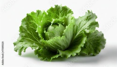fresh green lettuce leafs isolated on white background