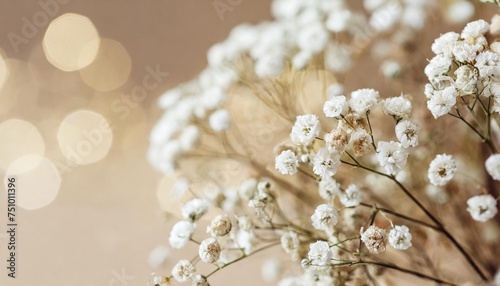 gypsophila romantic wedding dry flowers elegant blooming bouquet on beige natural bokeh background macro