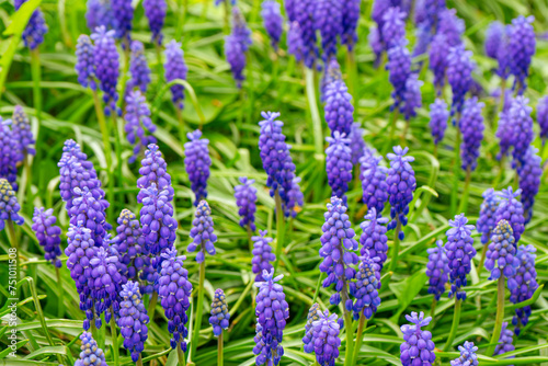 Blue Muscari flowers  Muscari armeniacum  Grape Hyacinths blooming in spring meadow or garden. Nature  floral background  seasonal concept.