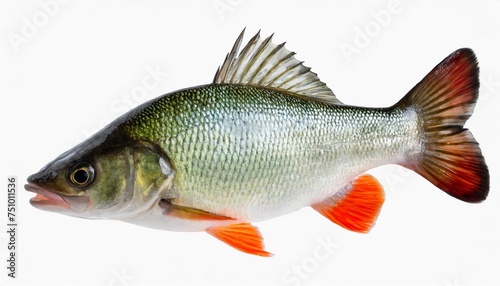 freshwater bass fish isolated on white transparent background north american fish isolated canva png cutout