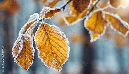 frost covered trees with yellow leaves in autumn forest macro image