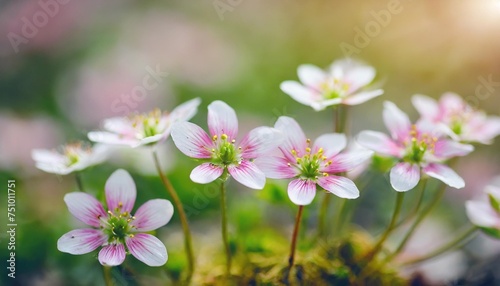 delicate white pink flowers of saxifrage moss in spring garden floral background