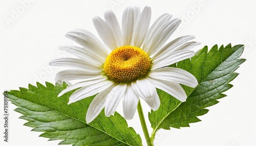 chamomile flower isolated on white or transparent background camomile medicinal plant herbal medicine one single chamomile flower with green stem and leaves