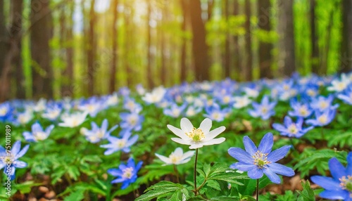 anemone nemorosa flower in the forest in the sunny day wood anemone windflower thimbleweed fabulous green forest with blue and white flowers beautiful summer forest landscape photo