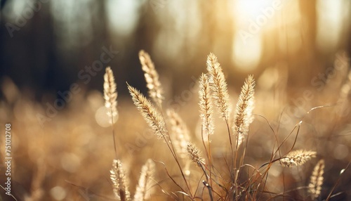 dry autumn grass in a forest at sunset macro image