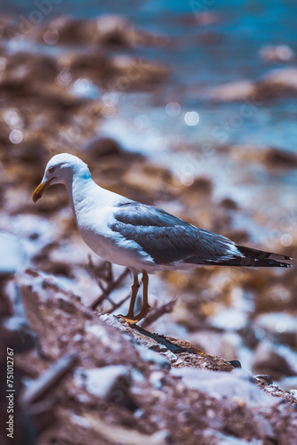 Seagull at Elba island - Tuscany - Italy