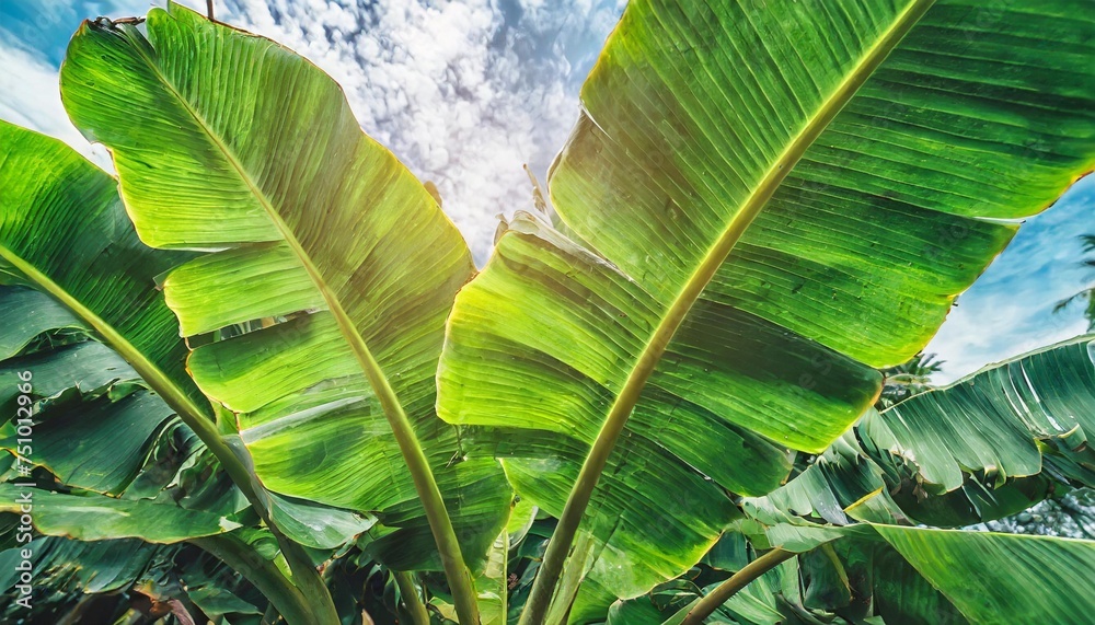 tropical banana leaf green nature background - obrazy, fototapety, plakaty 