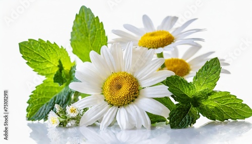 chamomile flowers and mint leaves bunch isolated transparent png white daisy in bloom and peppermint branch chamaemelum nobile herbal and mentha medicine plants photo