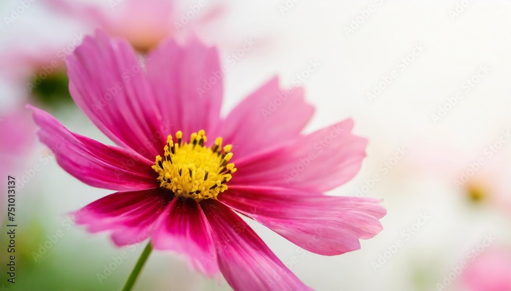 closeup of beautiful nature pink flower with white background and copy space using as background natural plants landscape ecology cover page concept