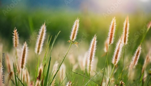 grass flower in the meadow