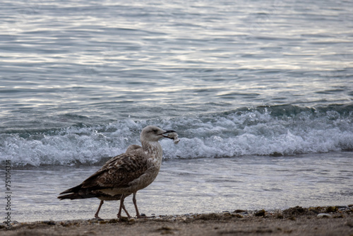 Close-up of some seagulls on the beach next to the water, one of them with food in its beak.