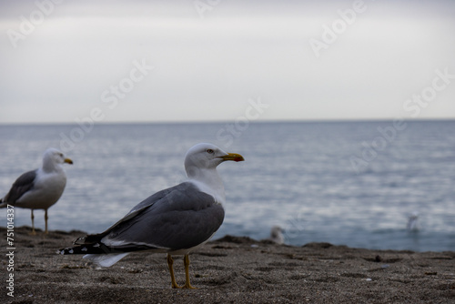 Seagulls on the sand of the beach by the sea, Marbella, Spain