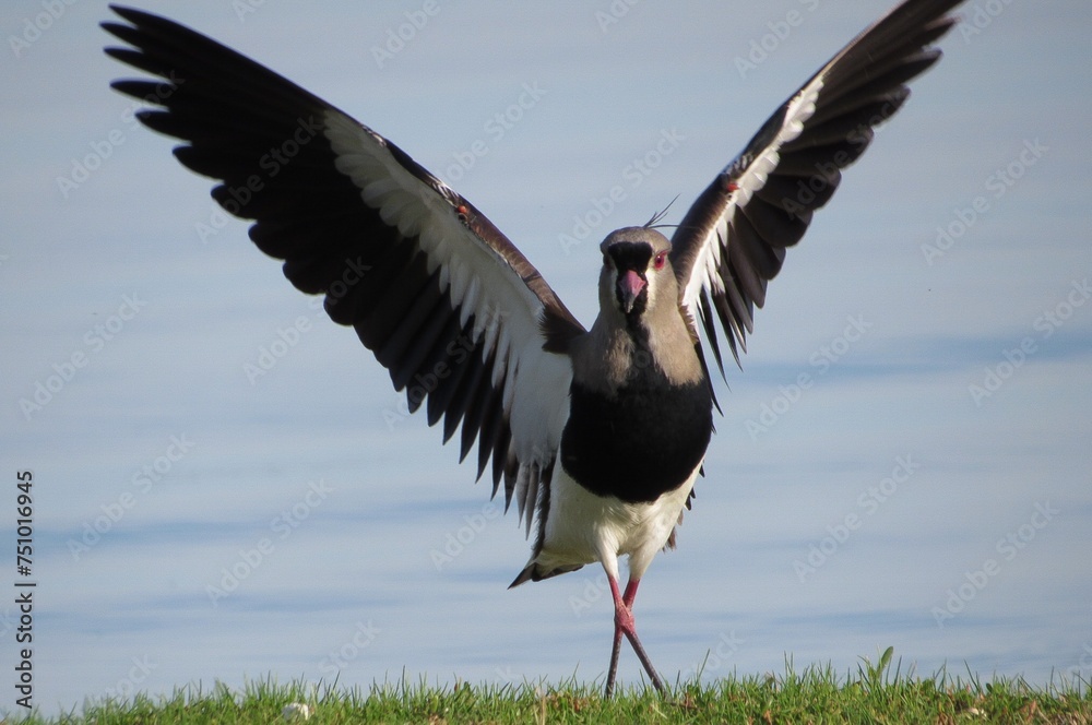 Naklejka premium Quero-quero bird flying on the beach