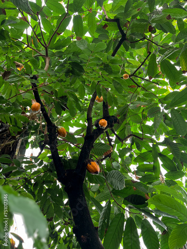 Close up of yellow cocoa pods growing on a tree