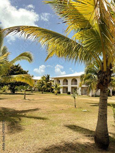 Palm trees on the beach