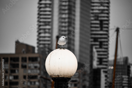 Bird in city