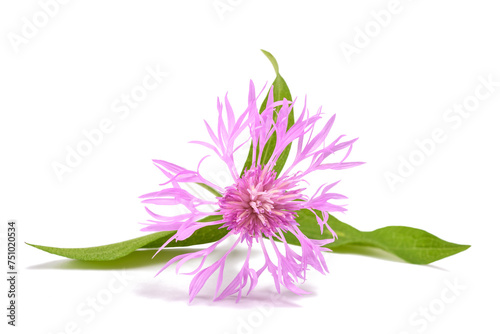 Pink centaurea flower photo