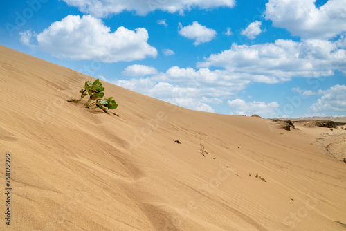 Plant on the sand and sky in Taroa desert. Guajira, Colombia.