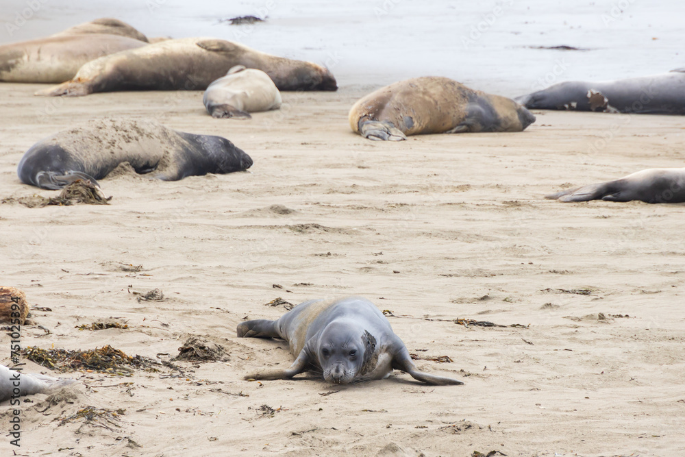 Fototapeta premium Elephant seals laying on a sand beach