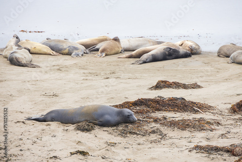 Elephant seals laying on a sand beach