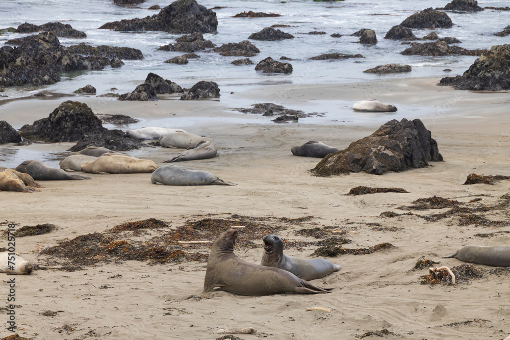 Fototapeta premium Elephant seals laying on a sand beach