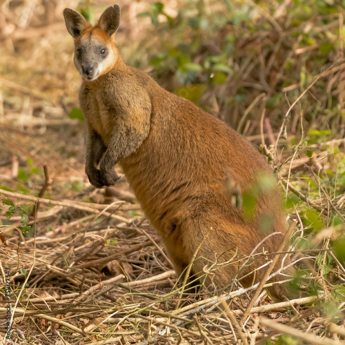 Golden swamp wallaby, marsupial native to Australia's wetlands and bush.