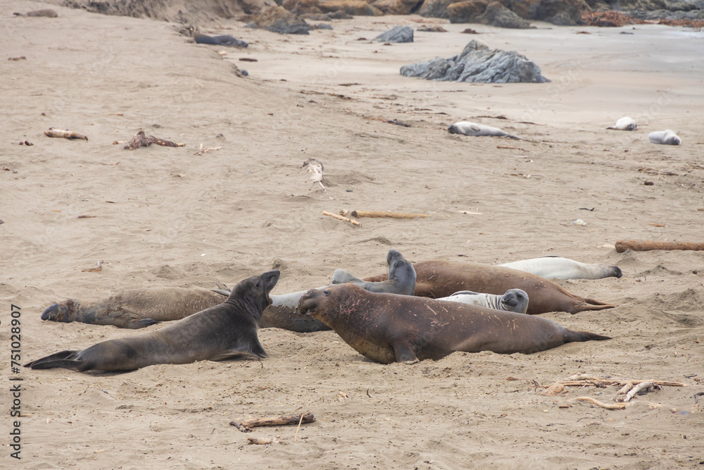 Fototapeta premium Elephant seals laying on a sand beach