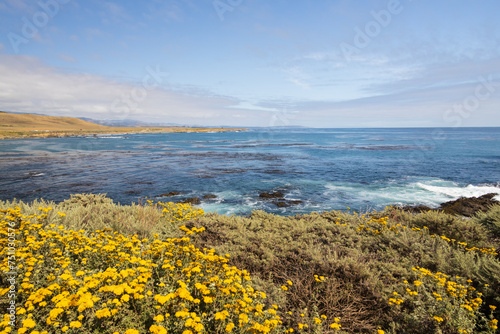 Coast of California and yellow wildflowers in foreground, USA